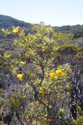 Bois de Fleur jaune- Hypericum lanceolatum-I