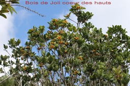 Bois de Joli coeur des hauts - Pittosporum senacia reticulatum - Pittosporacée -B