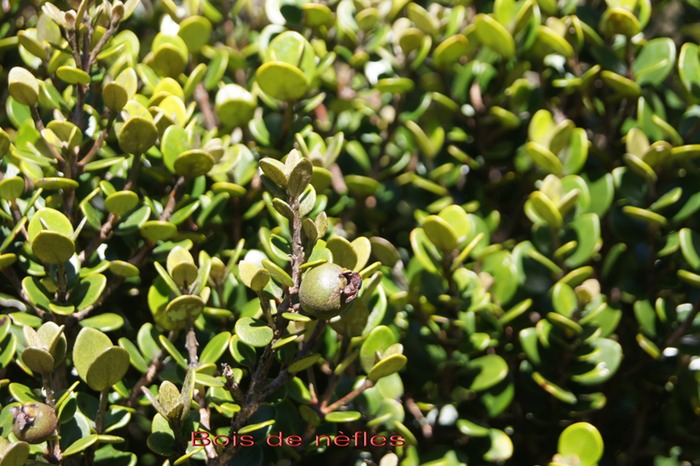 Bois de nèfles - Eugenia buxifolia- Myrtacée - B