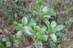 Bois d'oiseau - Claoxylon glandulosum - Euphorbiacée - B