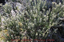 Branle bâtard - Phylica nitida - Rhamnacée - BM