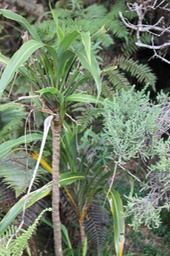 Canne marron - Cordyline mauritiana - Laxmanniacée - Masc