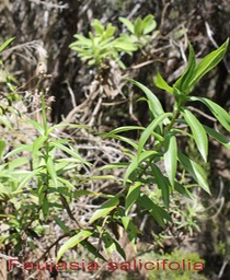 Chasse vieillesse - Faujasia salicifolia - Astéracée - B