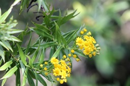 Chasse vieillesse- Faujasia salicifolia- Astéracée-B