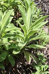 Faujasia salicifolia - Astéracée - B