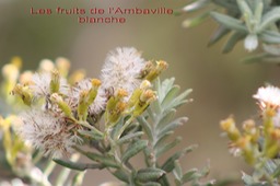 Fruits de l'Ambaville blanche - Hubertia tomentosa - astéracée - B