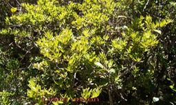 Liane savon- Embelia angustifolia - Primulacée - B