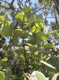 Mapou- Monimia rotundifolia-Monimiacée- B