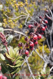 Petit Bois de rempart- Agarista buxifolia - Ericacée-B