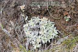Petit velours blanc- Helichrysum arnicoides Astéracée -B
