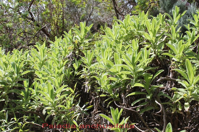 Psiadia anchusifolia - Astéracée - B