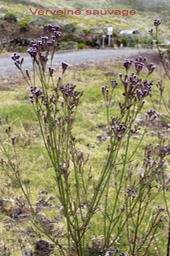Verveine sauvage - Verbena bonariensis - Verbénacée - exo