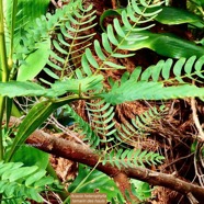 Acacia heterophylla.tamarin des hauts..( phyllodes et jeunes feuilles )fabaceae.endémique Réunion..jpeg
