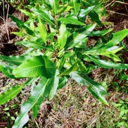 Dodonaea viscosa .bois d’arnette .sapindaceae.indigène Réunion..jpeg