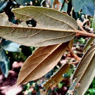 Dombeya punctata  ? mahot . ( feuilles / face inférieure ) malvaceae.endémique Réunion..jpeg