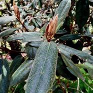 Dombeya punctata ?  Mahot .( feuilles-face supérieure ) malvaceae.endémique Réunion..jpeg