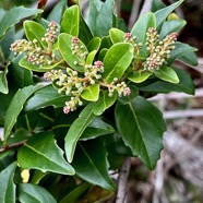 Embelia angustifolia  liane savon.primulaceae.endémique Réunion Maurice. (4).jpeg