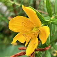 Hypericum lanceolatum subsp lanceolatum.fleur jaune des bas.hypericaceae.indigène Mascareignes..jpeg