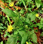 Lapsana communis.lastron marron.asteraceae.amphinaturalisé.espèce envahissante. (1).jpeg