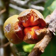 Monimia amplexicaulis.mapou des hauts ( fruit mûr ).monimiaceae endémique Réunion.jpeg