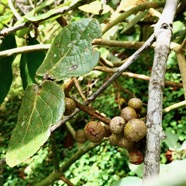 Monimia amplexicaulis.mapou des hauts . (avec des fruits ) .monimiaceae endémique Réunion.jpeg