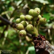 Monimia amplexicaulis.mapou des hauts.( inflorescence de fleurs femelles ) monimiaceae endémique Réunion.jpeg