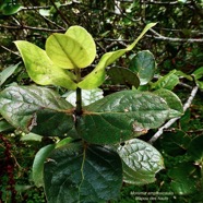 Monimia amplexicaulis.mapou des hauts.monimiaceae endémique Réunion.jpeg