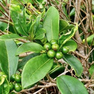 Pittosporum senacia.subsp reticulatum.bois de joli coeur des hauts ( avec fruits immatures ).pittosporaceae.endémique Réunion..jpeg