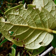 Ponte de  ?  en face inférieure des feuilles de Monimia amplexicaulis.mapou des hauts.monimiaceae endémique Réunion.jpeg