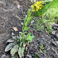 Verbascum thapsus.molène.bouillon blanc.scrophulariaceae.espèce envahissante.jpeg