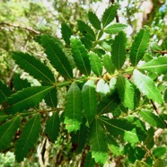 Weinmannia mauritiana .petit bois de tan.cunoniaceae.endémique Maurice Réunion..jpeg