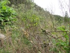 12. Fruit de ??? Embelia angustifolia - Liane savon - Myrsinaceae - Endémique BM  IMG_3514.JPG.jpeg