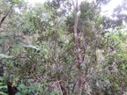 2. Eugenia buxifolia - Bois de nèfles à petites feuilles - Myrtacée.jpeg