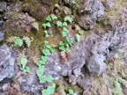 3. Lophospermum erubescens - Liane trompette -  Plantaginaceae IMG_3505.JPG.jpeg