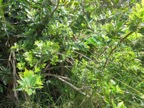 5. ??? Pittosporum Senacia reticulatum - Bois de Joli cœur des Hauts  - Pittosporaceae.jpeg