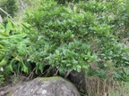 7. Fruits encore verts de Pittosporum Senacia reticulatum - Bois de Joli cœur des Hauts  - Pittosporaceae       IMG_3509.JPG.jpeg