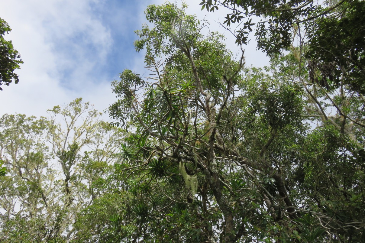 31. Dracaena reflexa - Bois de chandelle - Asparagaceae