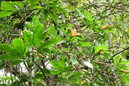 32 Hibiscus boryanus - Foulsapatte marron- Malvacée- B