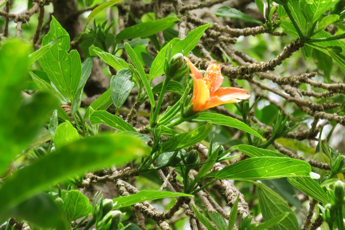 33 Hibiscus boryanus - Foulsapatte marron- Malvacée- B