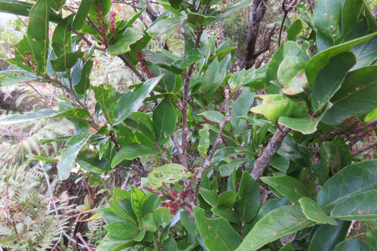 7Fleurs mâmes de Bois de Antidesma madagascariense - Bois de cabri (blanc) - Euphorbiaceae