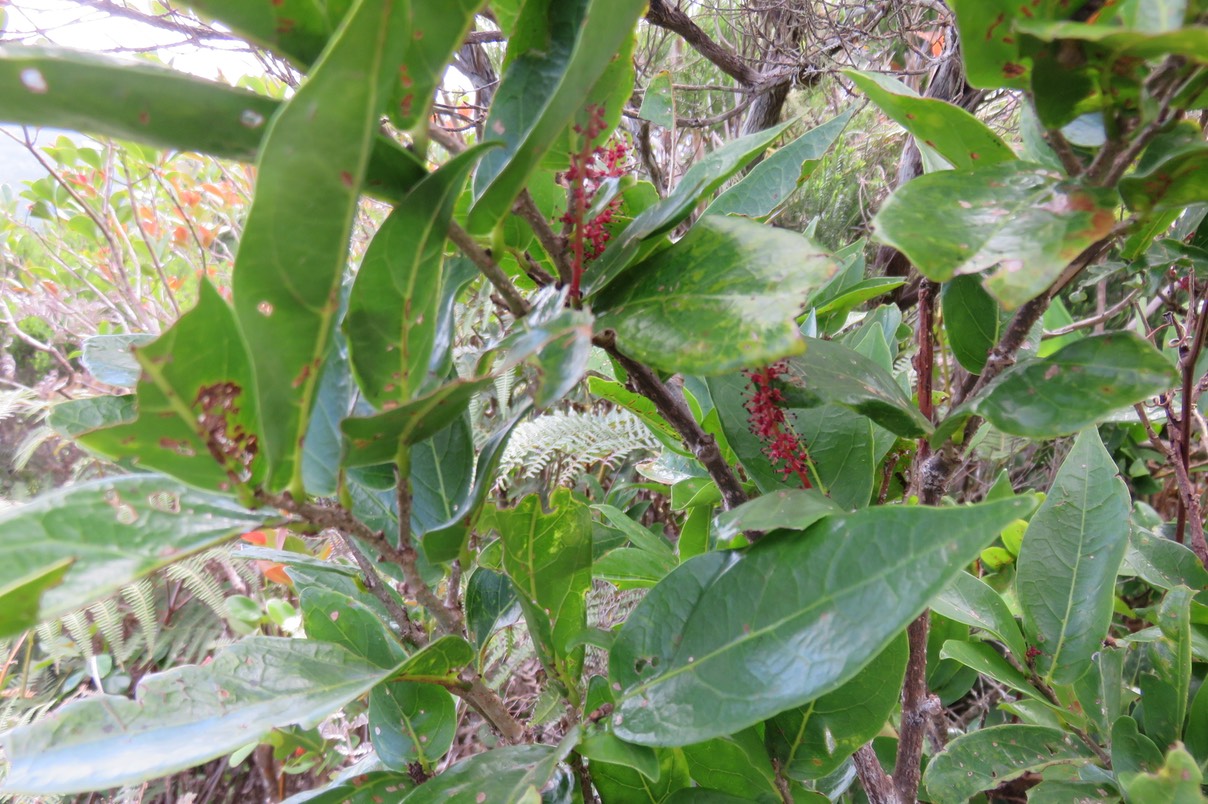 8 Fleurs mâles de Bois de Antidesma madagascariense - Bois de cabri (blanc) - Euphorbiaceae