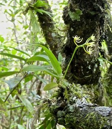 Angraecopsis parviflora . orchidaceae P1500205
