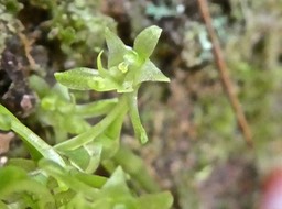 Angraecopsis parviflora . Indigène Réunion P1500475