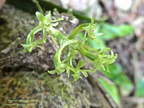 Angraecopsis parviflora . indigène Réunion P1500464