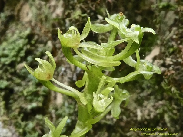Angraecopsis parviflora . Indigène Réunion .P1500366
