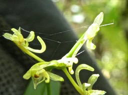 Angraecopsis parviflora P1500207