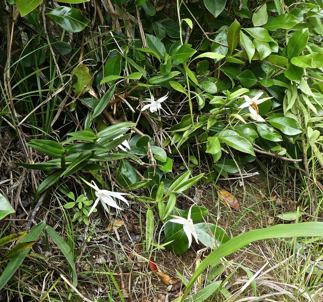 Angraecum  ramosum  ?  P1500135