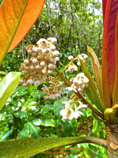 Badula borbonica . bois de savon primulaceae  endémique Réunion P1500183