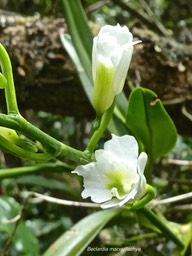 Beclardia macrostachya . orchidaceae P1500241
