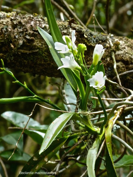 Beclardia macrostachya . orchidaceae P1500236